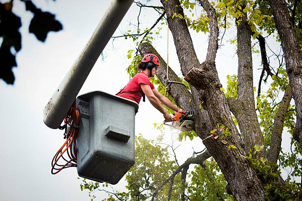 Best Tree Root Removal  in Lepanto, AR